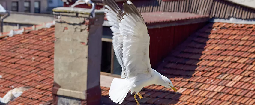 Residential Chimney Animal Removal Solution in Hope Mills, NC